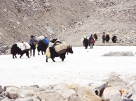 Indian Naval Experest Expedition 2004 - Yaks to ABC- 2